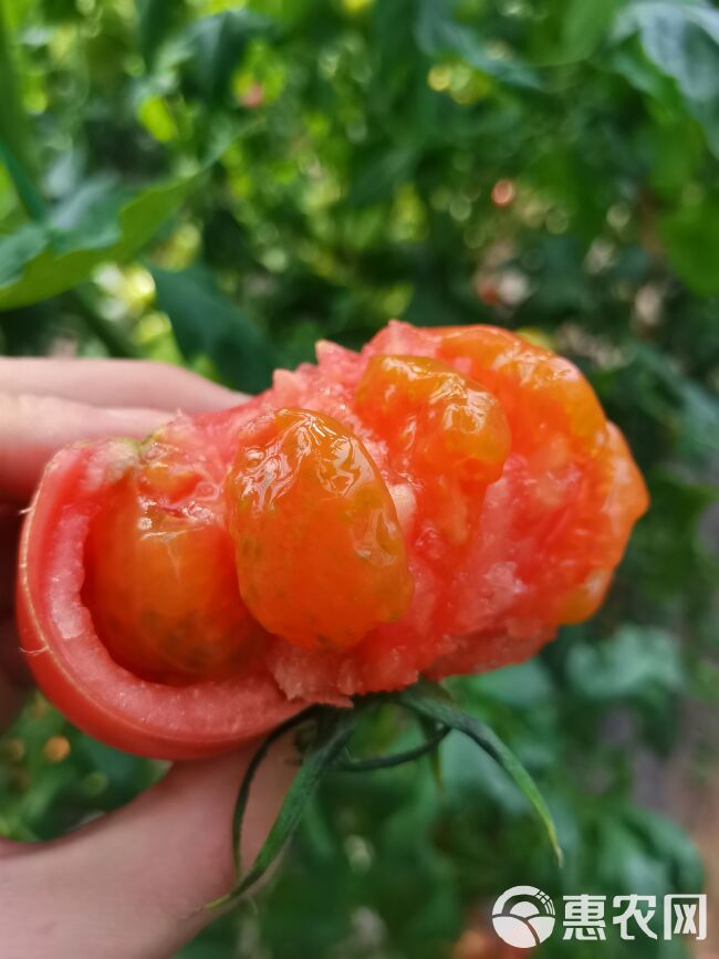 普罗旺斯番茄  山东海阳普罗旺斯西红柿番茄