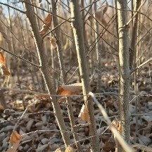 苗木基地直供榆树苗，苗高60以上，地径点3以上，货源充足