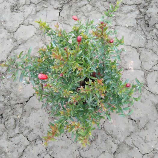 佛山石榴树盆栽树苗花喜庆凤梨菠萝带果可食用室外庭院大植物四季常青