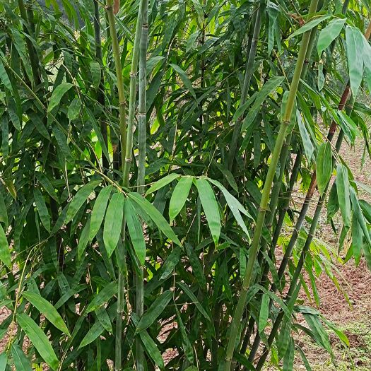 叙永县出各种竹，棉竹，硬头黄，方竹