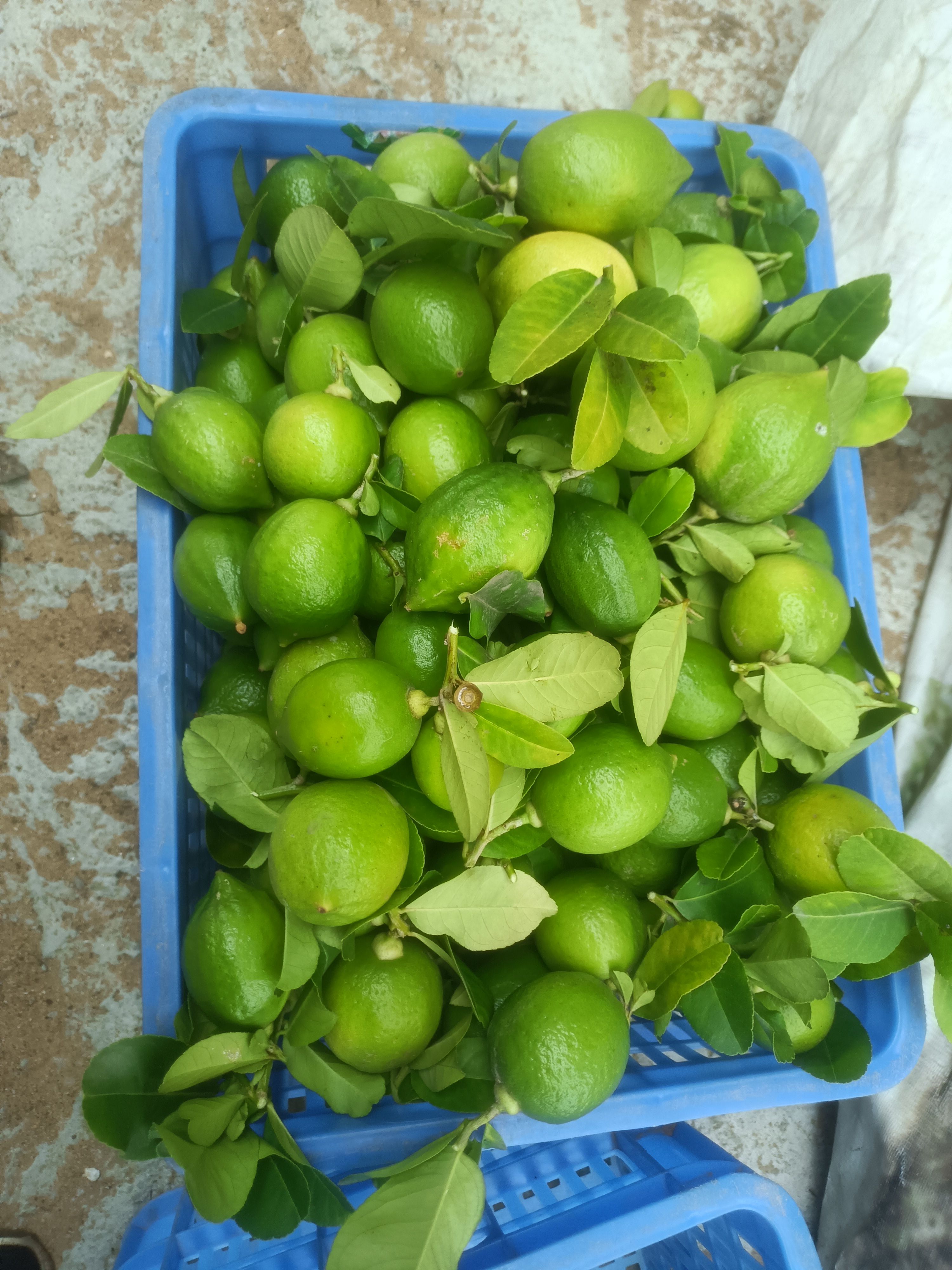 广东香水柠檬