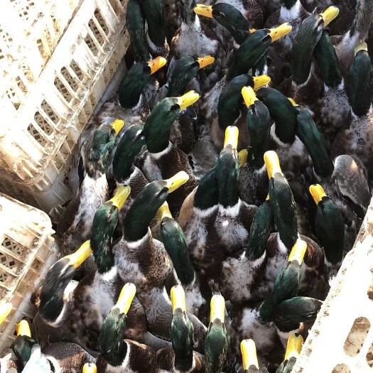 南宁花头鸭 青头鸭 成品7斤
