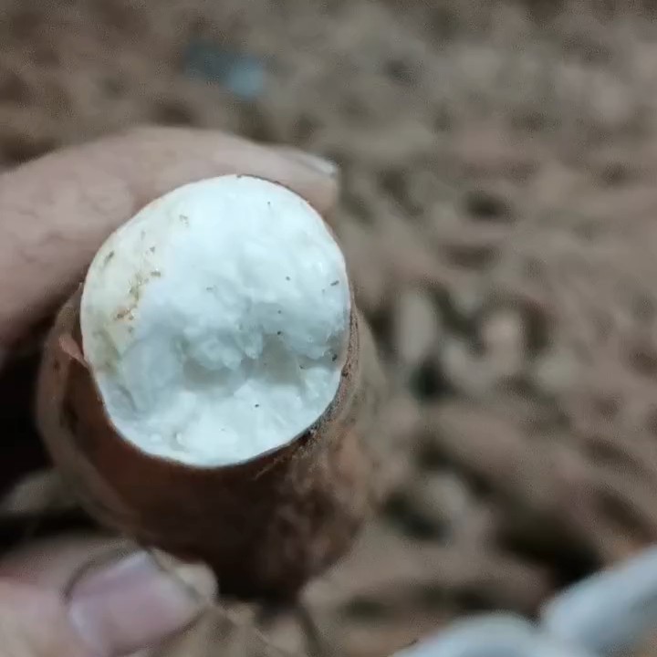 山东夏津地瓜产业基地大量供应