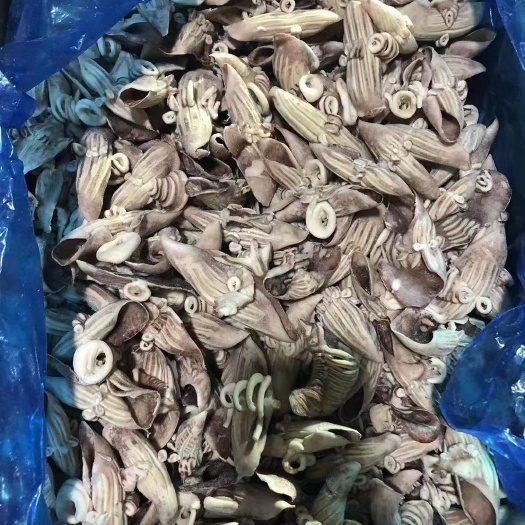 烟台阿鱿牛角花