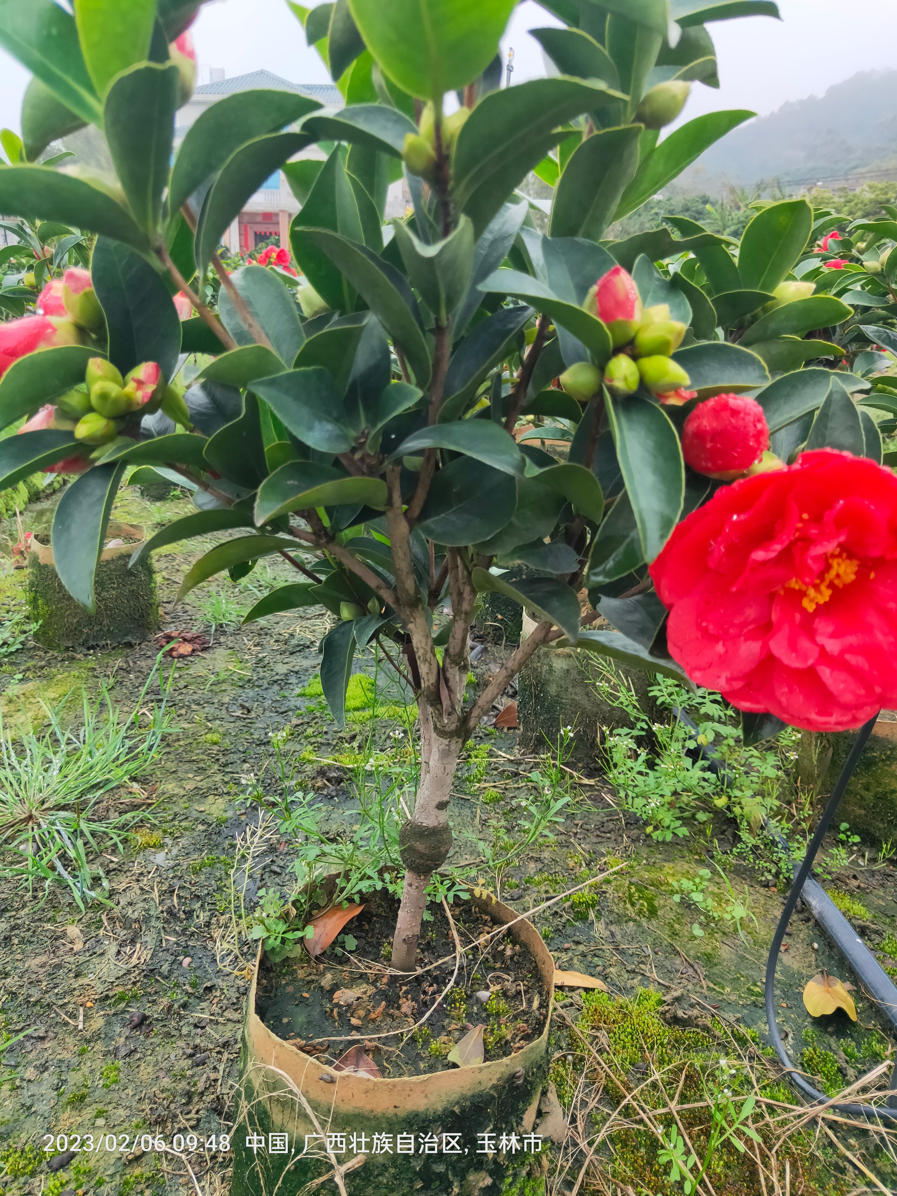 四季山茶花大红赤丹茶花带花苞带土
