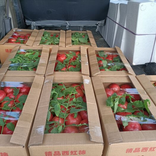 泗县普罗旺斯西红柿