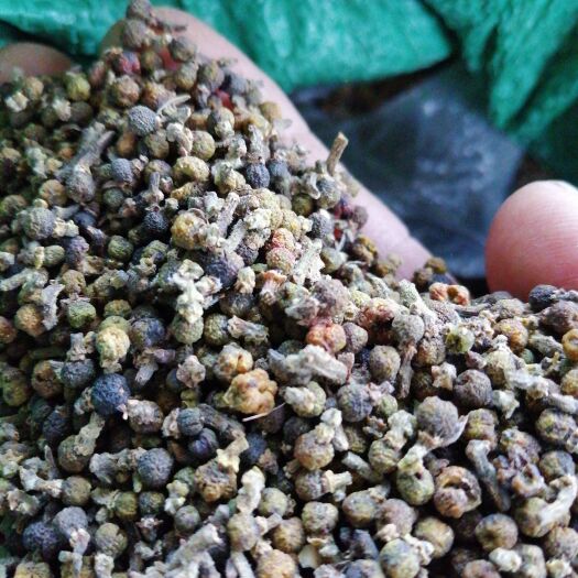 吴茱萸，纯干