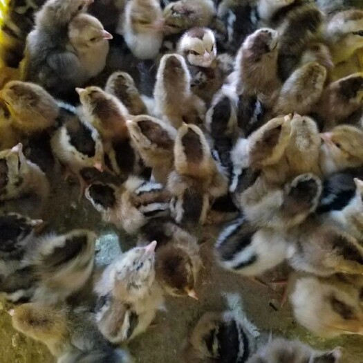 广州肉鸡苗