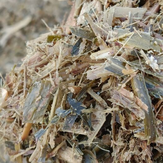 永清县优质黄储，