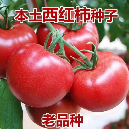 大番茄种子超甜超大红果大西红柿春季秋季抗高温蔬菜瓜果种籽