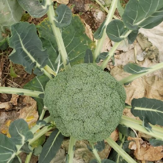 绵阳西兰花