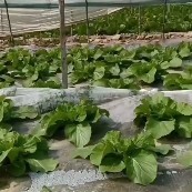 成武县黄心大白菜预售