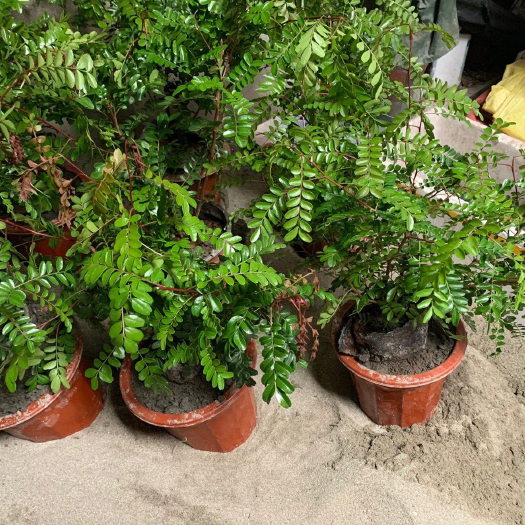 巢湖清香木 精 品红芽清香木 树袋苗 现货低价