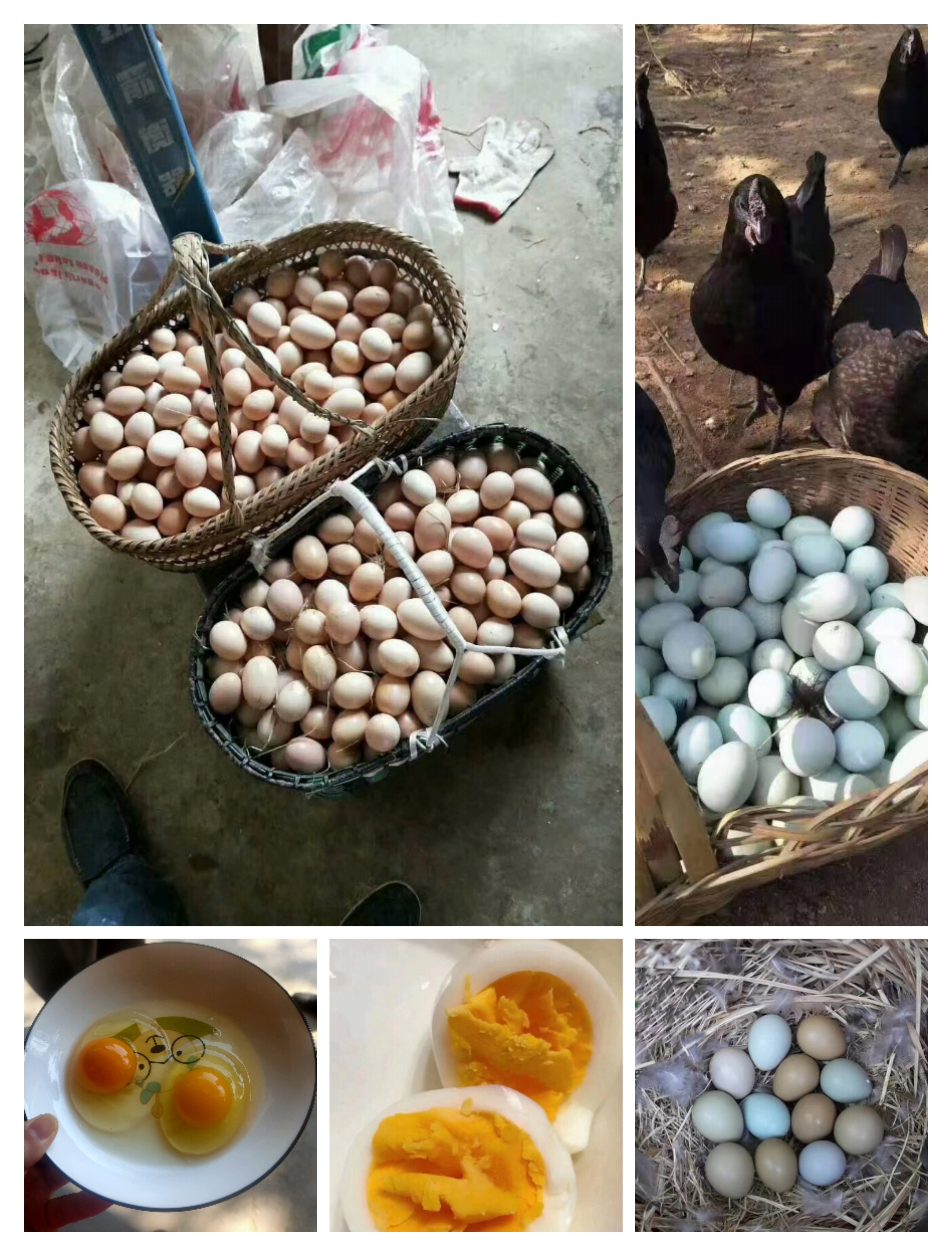 沂沭蛋類(lèi)養(yǎng)殖批發(fā)