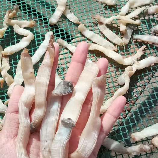 海南陵水沙虫干