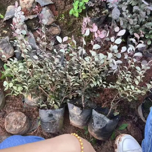 巢湖红花檵木球苗 红花继木独杆苗 杯苗 工程树苗 规格齐全现货