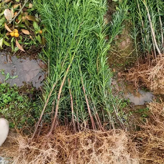 巢湖罗汉松苗 裸根苗 杯苗 小苗 地栽苗 20-50公分现货