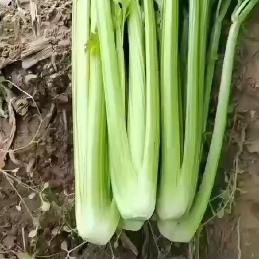 邯郸河北邯郸精品芹菜大量有货基地直发一手货源欢迎选购