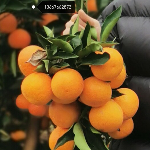 资中县塔罗科血橙