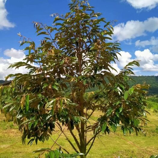 灵山县 金枕榴莲苗 猫山王嫁接苗 广西带营养杯原土发货 包邮