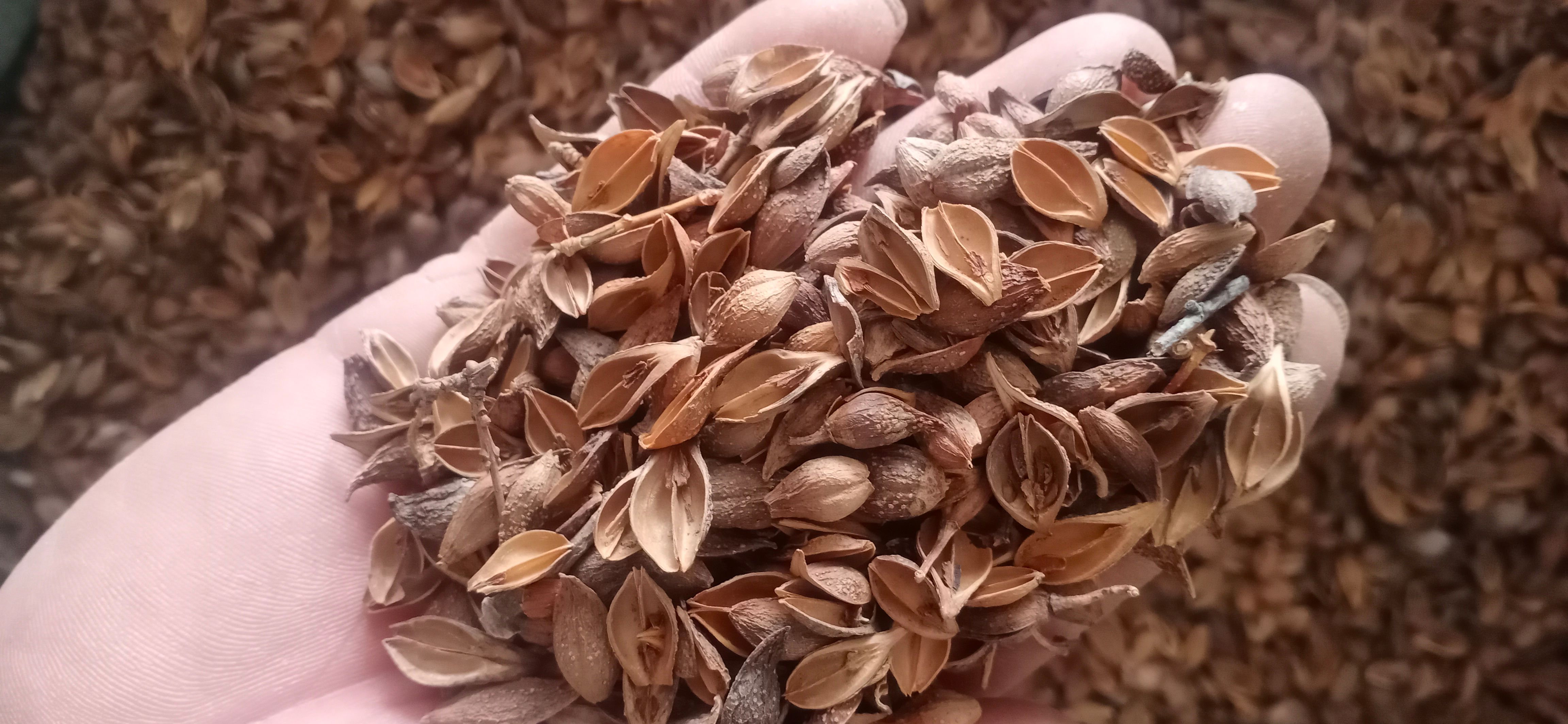 【连翘】青翘黄翘产地山西一手货源大货供应规格齐全量大优惠。