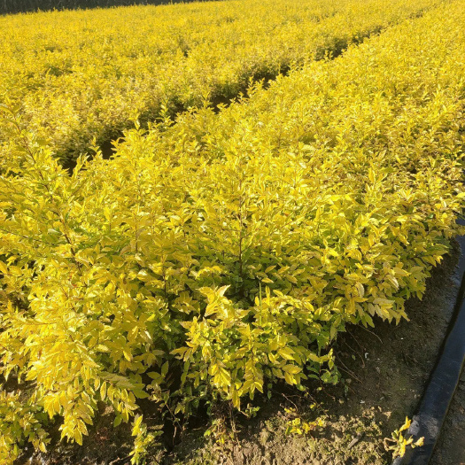 巢湖金叶榆树苗 裸根苗3公分 2公分 5公分 8公分 10公分