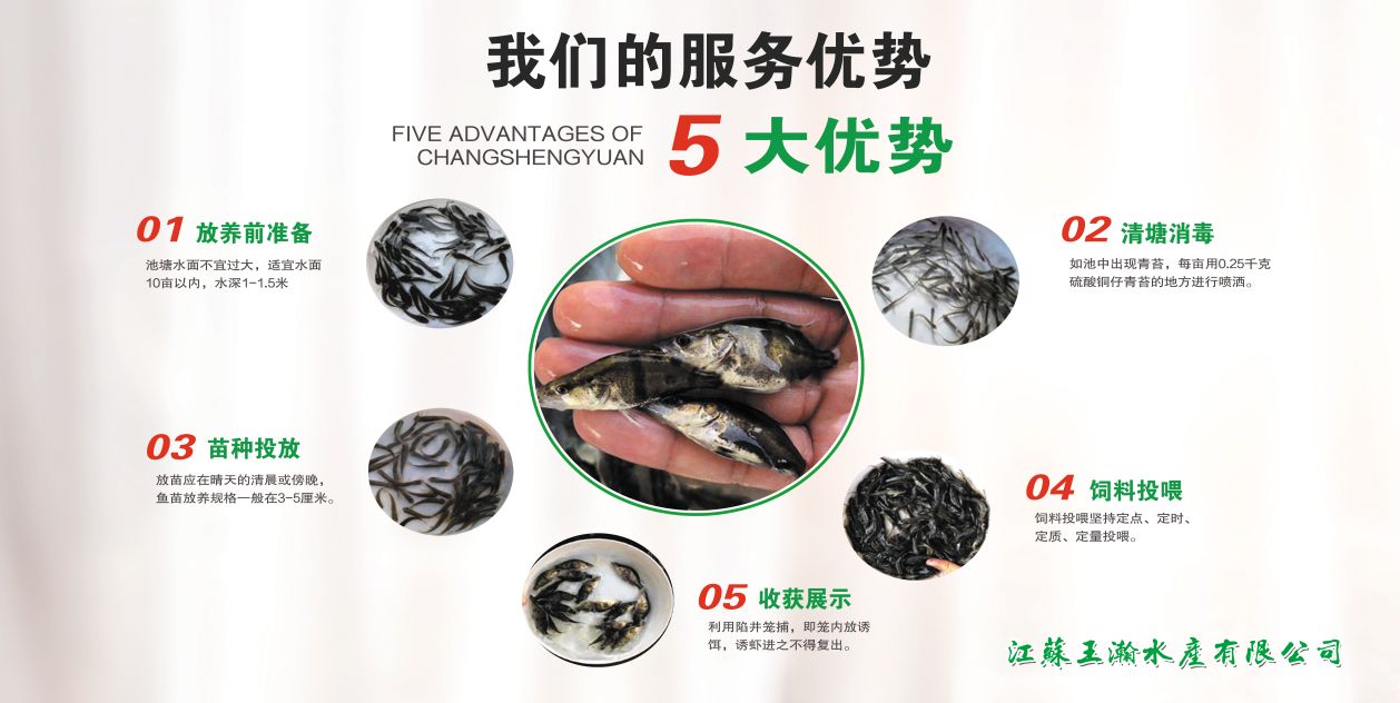 黑鱼苗 乌鳢 厂家直销  提供技术指导 全国发货 量大从优