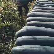翁源县广东韶关精品黑皮冬瓜大量上市质量保证，诚信经营，有回头车
