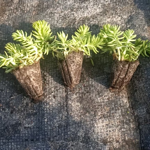 青州市金叶佛家草穴盘苗，量大从优