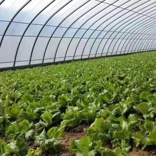 睢宁县种植大棚