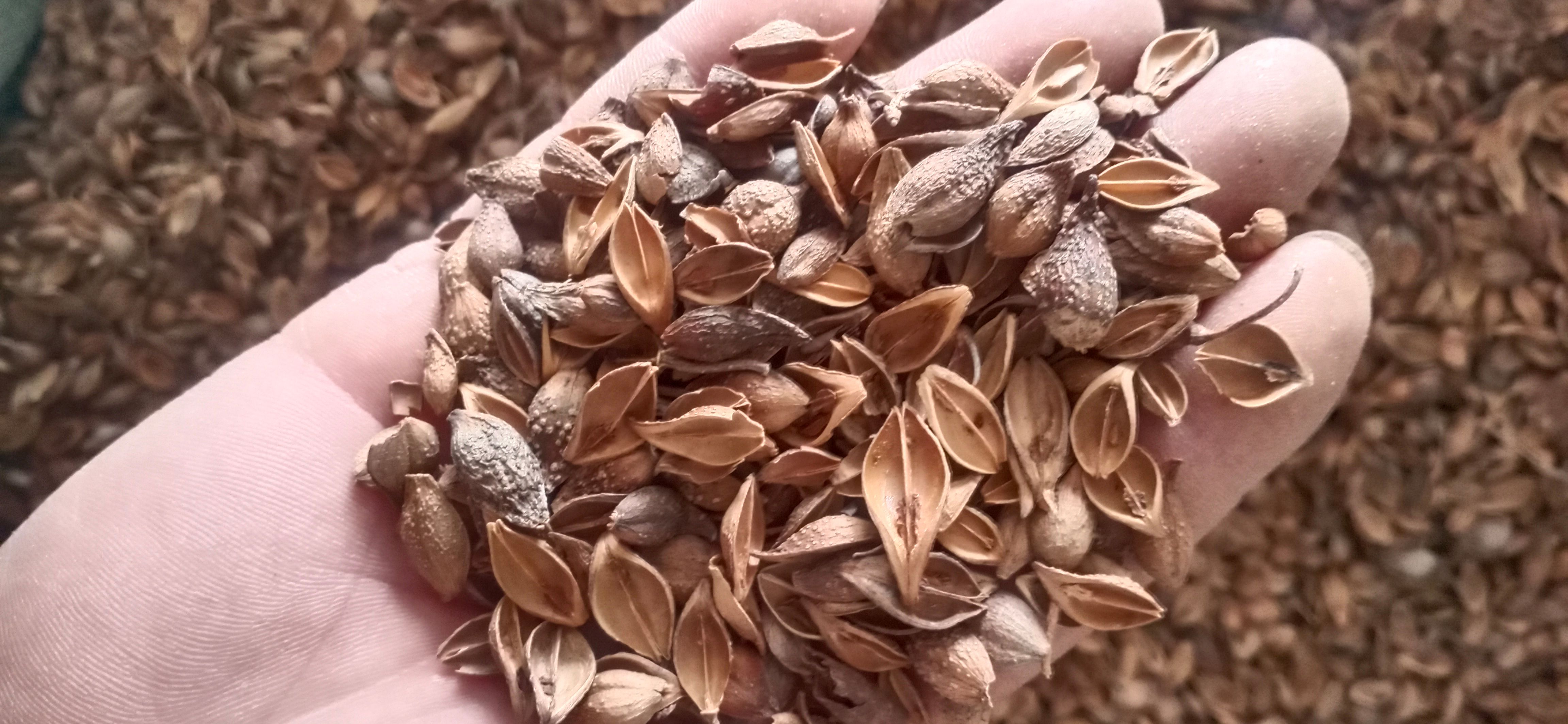 【连翘】青翘黄翘产地山西一手货源大货供应规格齐全量大优惠。