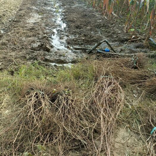 巢湖爬山虎小苗五叶地锦苗杯苗量大20公分-50公分