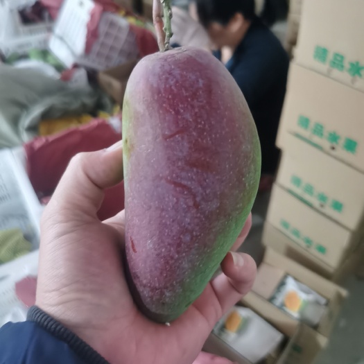 河池海南贵妃芒一件代发