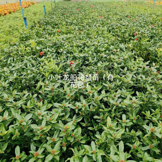 巢湖龙船花 小苗 规格齐全 大量现货 批发零售