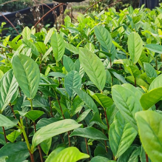 饶平县凤凰单丛茶苗鸭屎香床苗