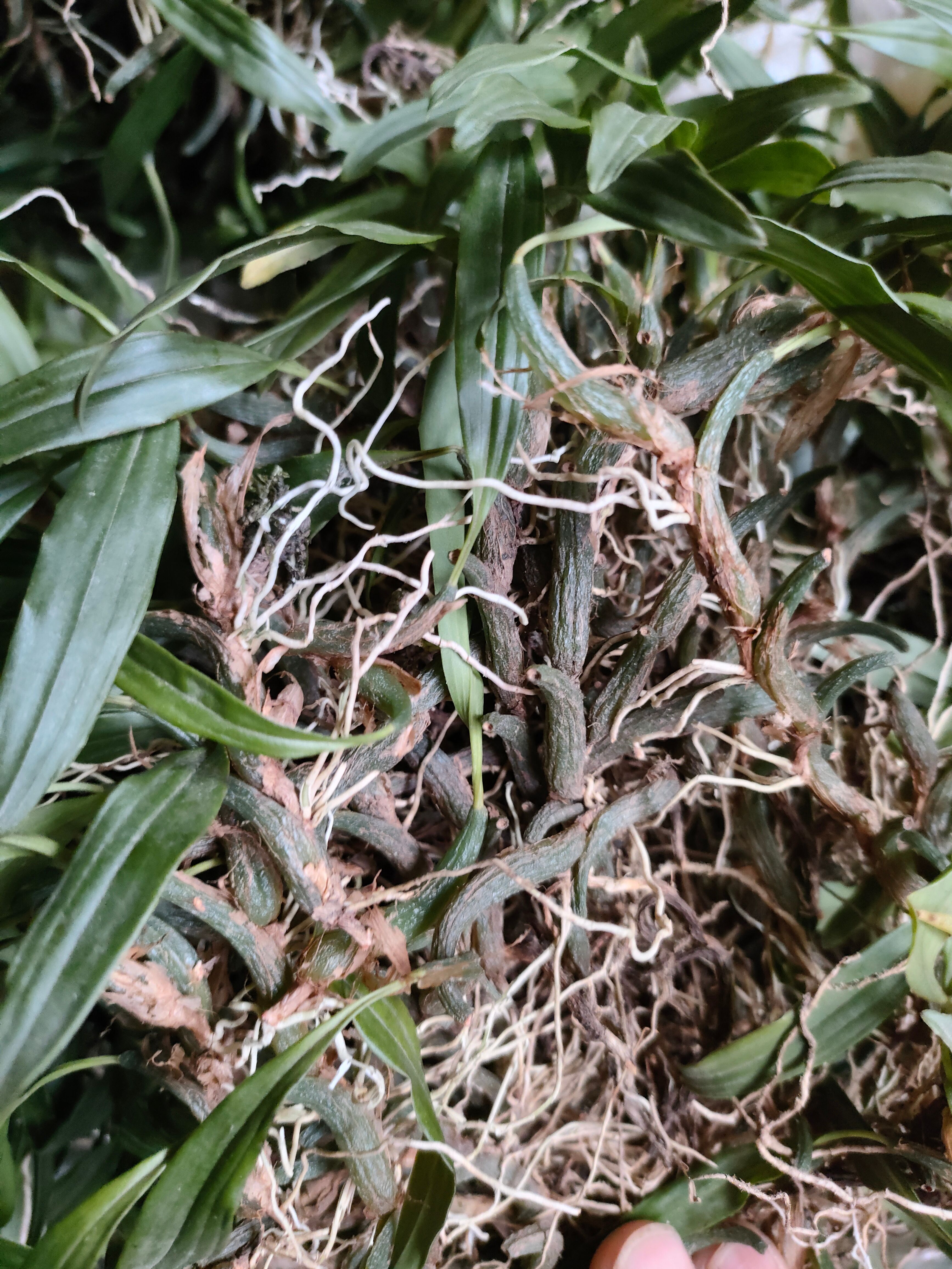 石斛/金耳环