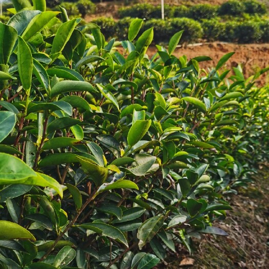 饶平县单丛茶苗鸭屎香移植大丛大茶苗