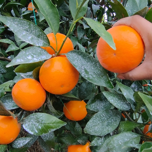 桂林沃柑
