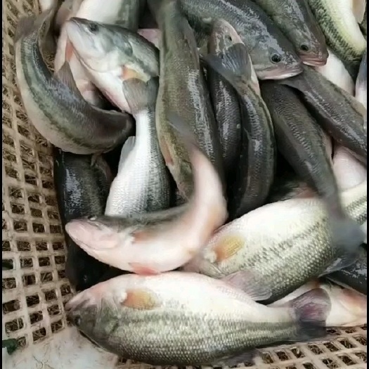湖州老口鲈鱼