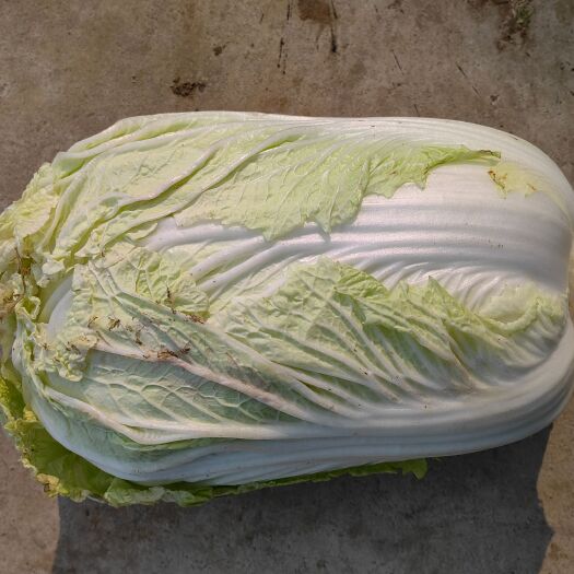 灵寿县矮白菜