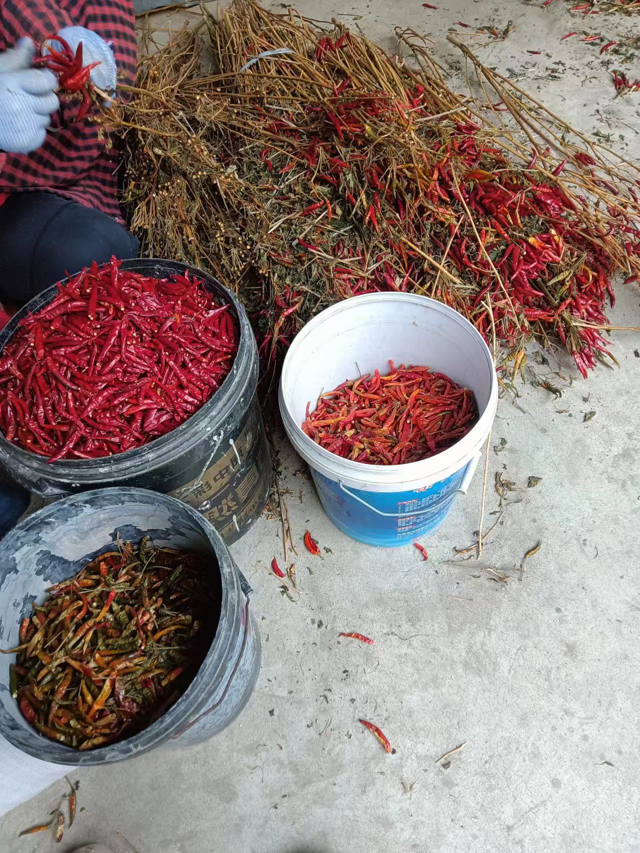 红太阳朝天椒干辣椒