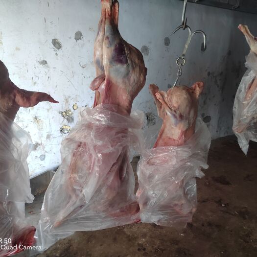 张家口羊肉  羊腔子  现宰