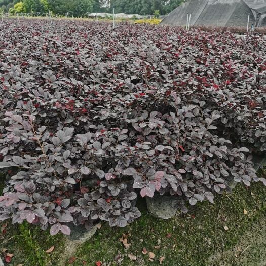 成都红花继木杯苗、红花继木工程苗