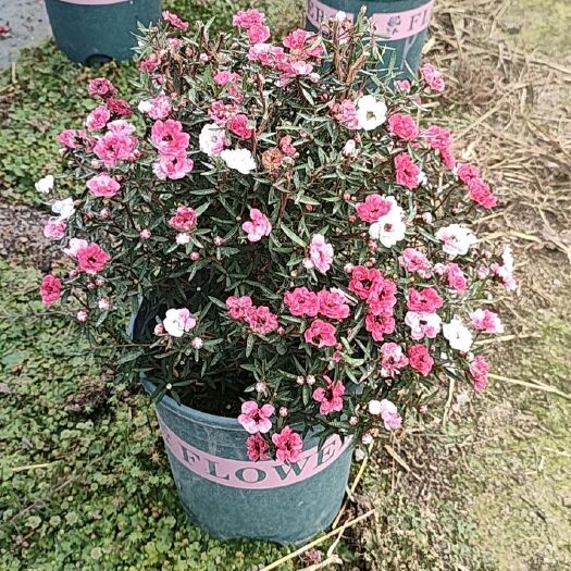 漳平市松红梅，带花苞，满树花苞叶似松针，淡淡松香