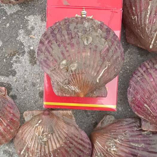 威海产地直销港湾贝 需要的老板联系