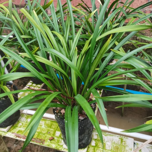 清远青山玉泉（兰花）