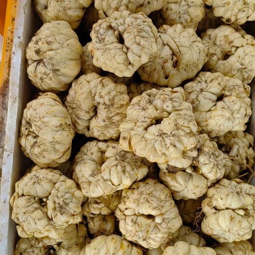 灵川县【热卖】龙牙鲜百合库存规格单个250g—500g，大个装