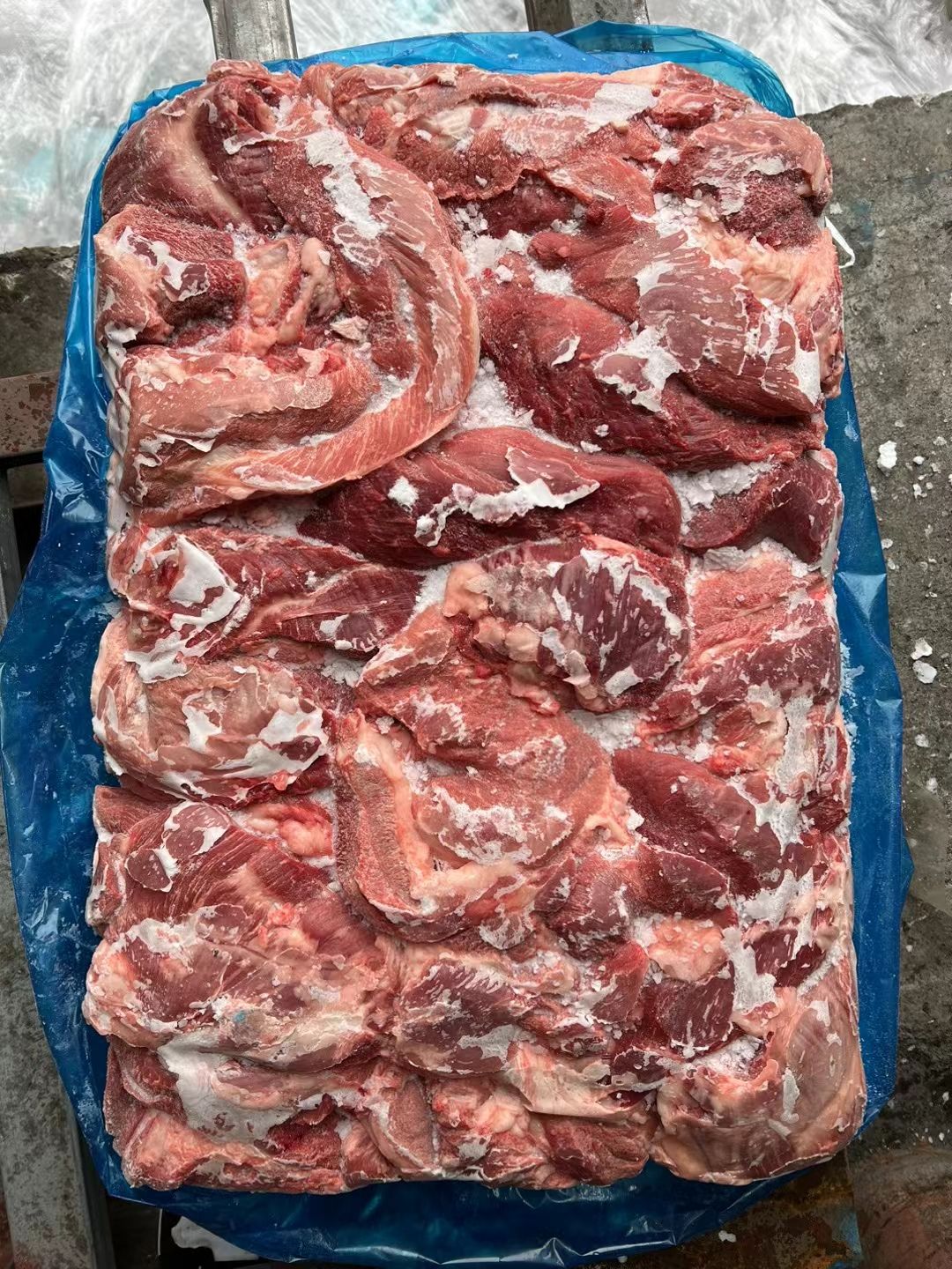 母猪二号