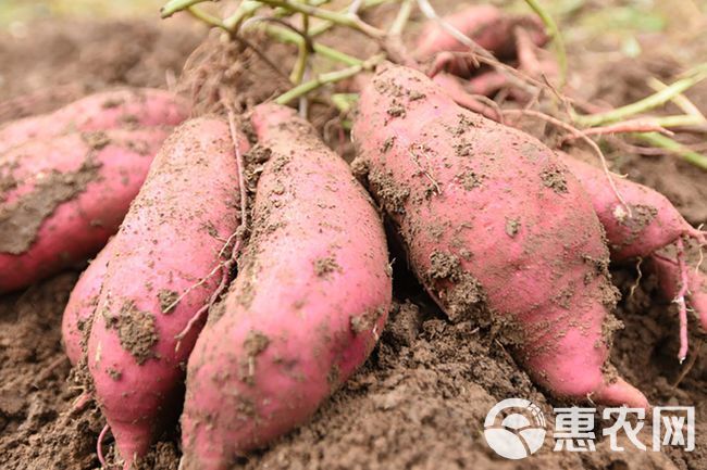 红薯专用肥 生根旺苗 果实均匀 增甜增产