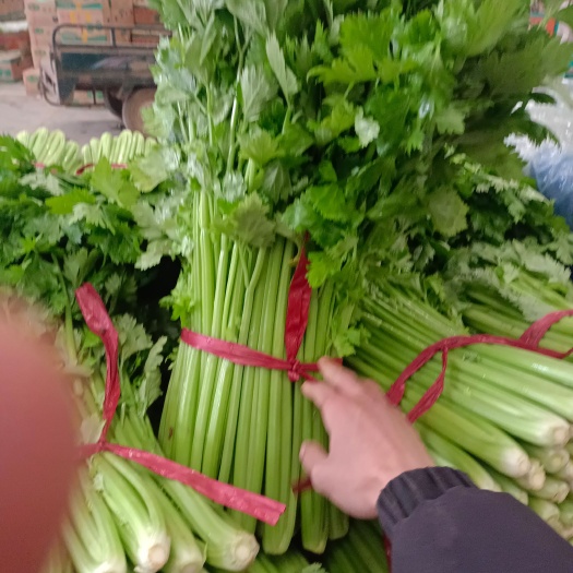邯郸精品芹菜，产地量大